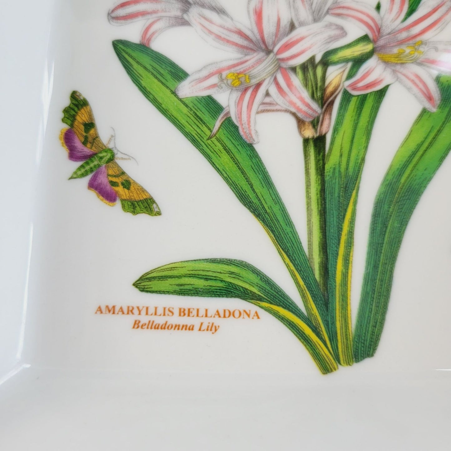 Portmeirion Botanic Garden Belladonna Lily 7" Low Square Bowl
