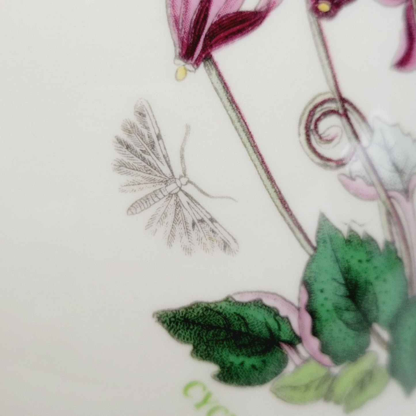 Portmeirion Botanic Garden Cyclamen 5" Chili Bowl, Made in Britain