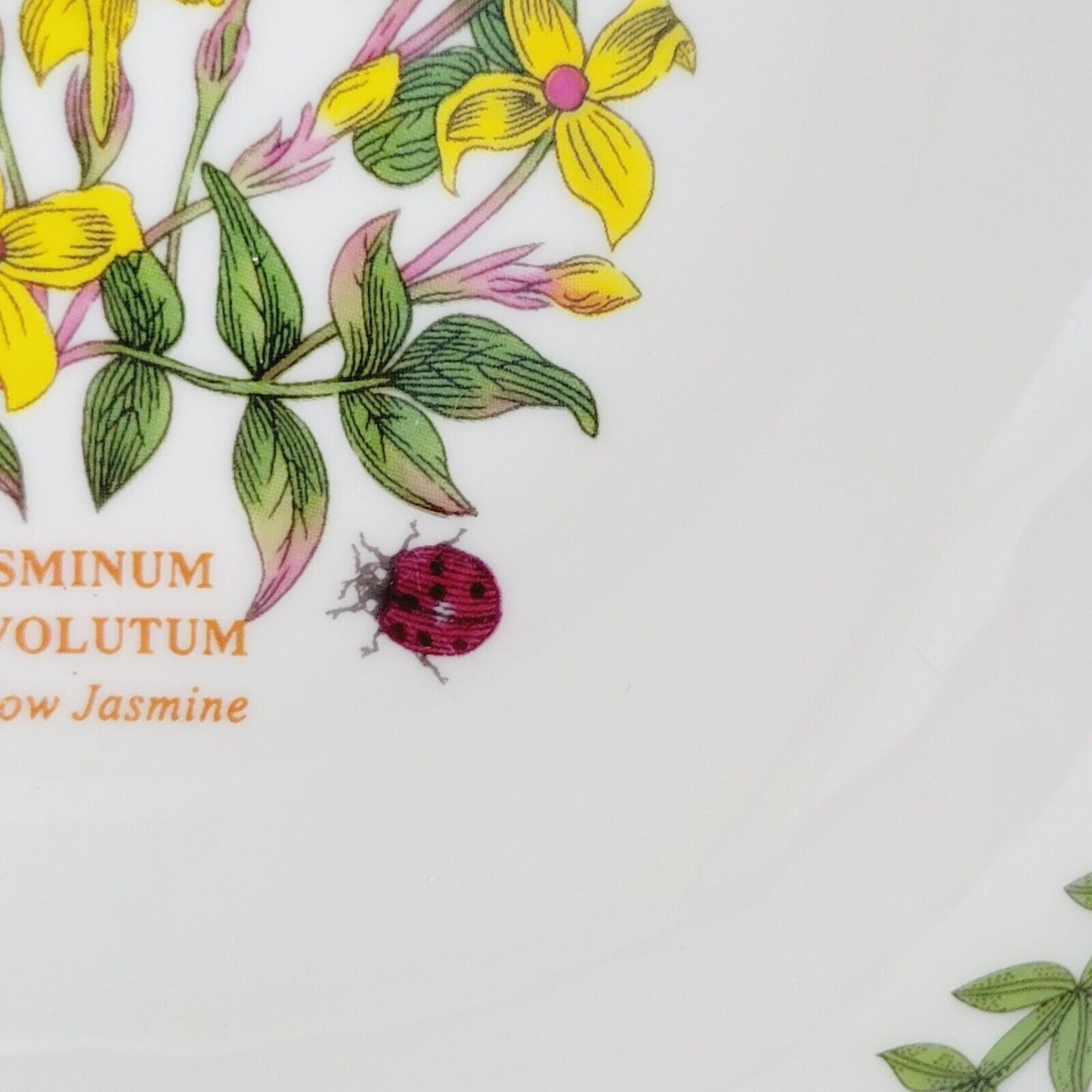 Portmeirion Botanic Garden Terrace Jasmine Cereal Bowl